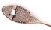 raquette